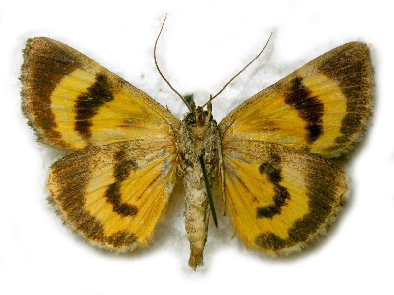 Catocala hymenaea (Denis & Schiffermuller, 1775)